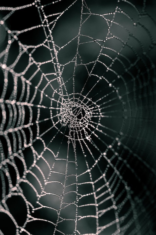 Dark background, with a spiders web in the foreground up close, there is no spider.